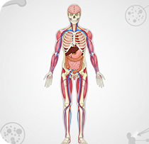 Bionic Organs Exploration